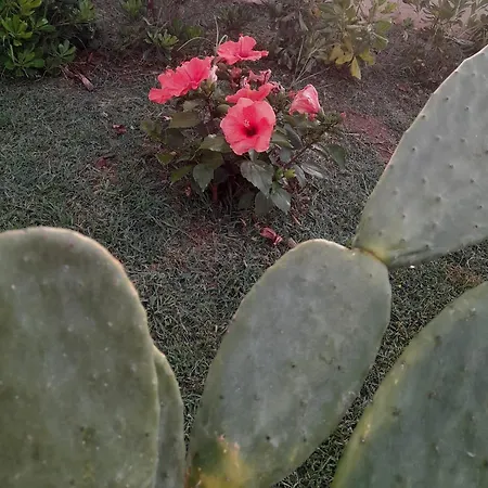 B&B Il Gabbiano 치타델라 델 카포